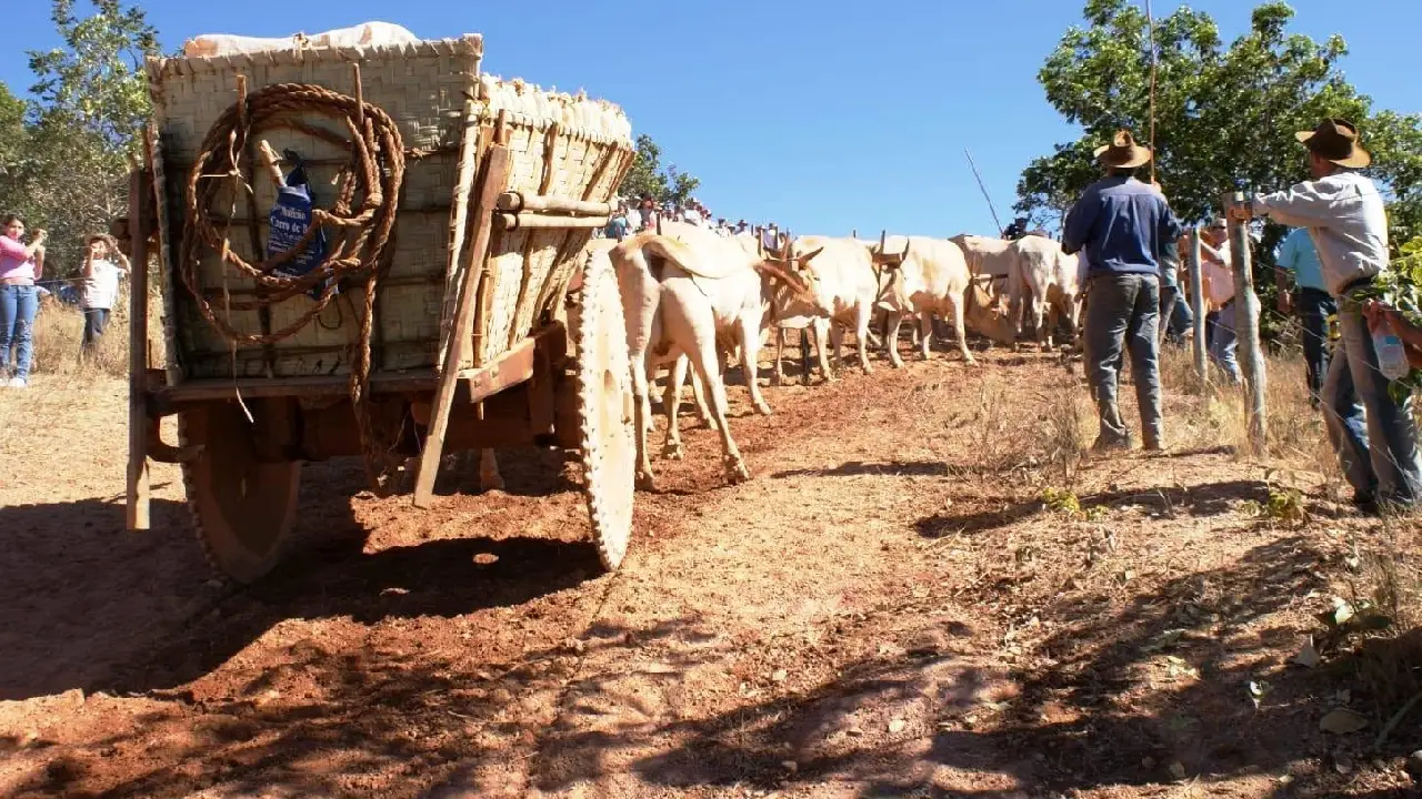 29ª FESTA DO CARRO DE BOI DA CACHOEIRA TEM MAIS UM POUSO COM SHOW NESTA SEXTA-FEIRA (24)