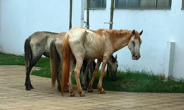 AGENTES DA EPIDEMIOLOGIA RECOLHEM EQUINOS SOLTOS NAS RUAS DE VAZANTE