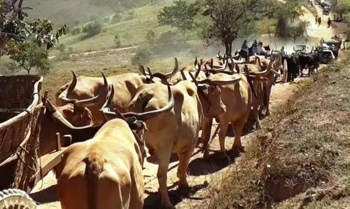 ASSOCIAÇÃO FINALIZA PREPARATIVOS PARA A 29ª FESTA DO CARRO DE BOI DA CACHOEIRA EM VAZANTE