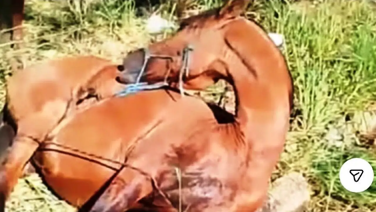 CASOS DE MAUS-TRATOS A ANIMAIS VIRAM ALVOS DE DENÚNCIAS EM VAZANTE