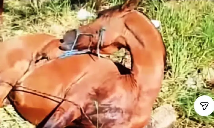 CASOS DE MAUS-TRATOS A ANIMAIS VIRAM ALVOS DE DENÚNCIAS EM VAZANTE