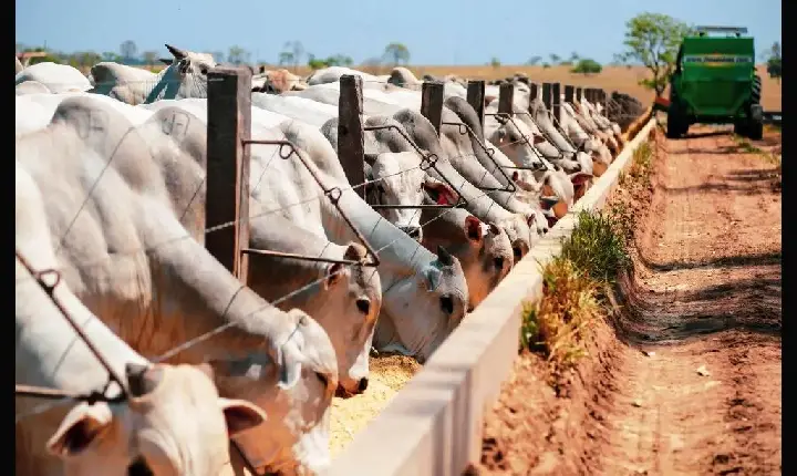 CHINA RECONHECE BRASIL LIVRE DE FEBRE AFTOSA APÓS DÉCADAS DE NEGOCIAÇÕES