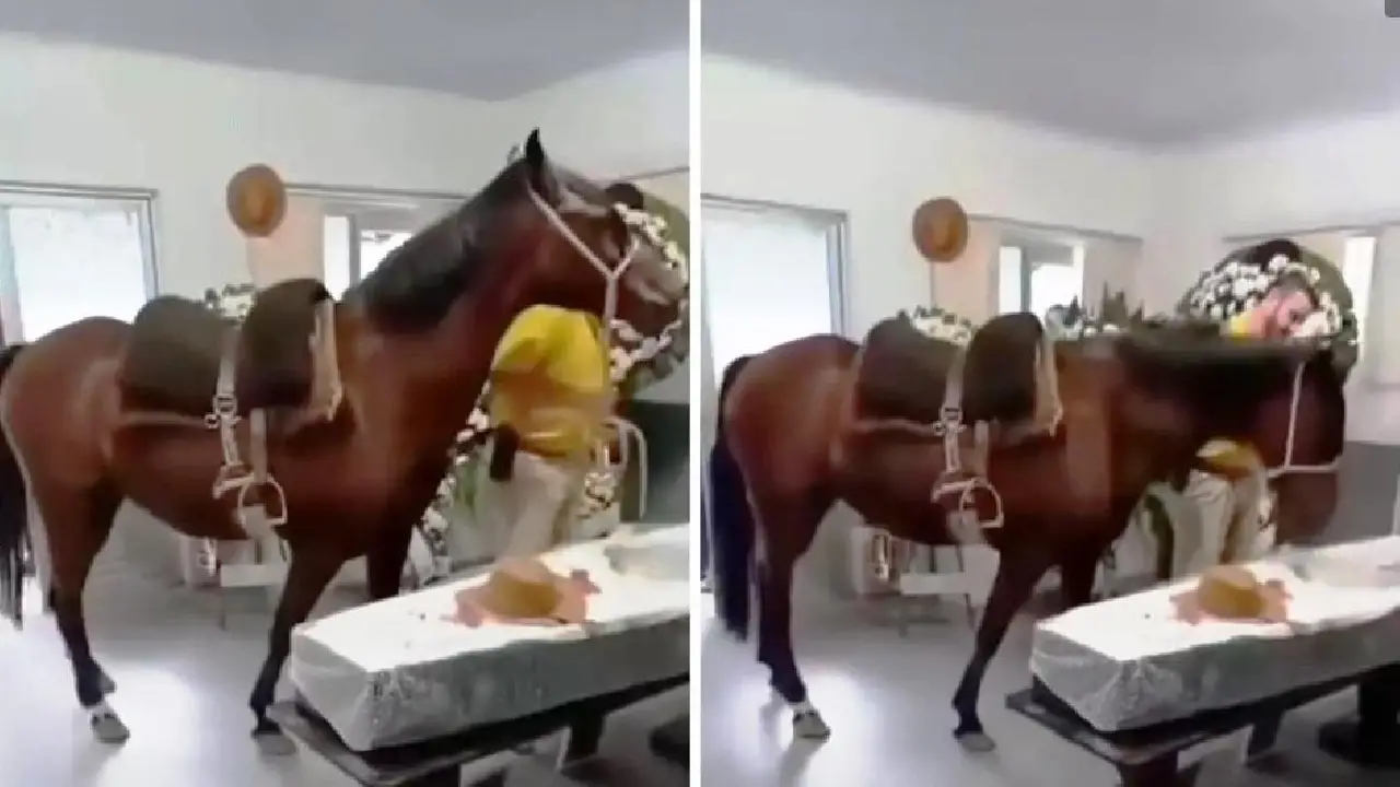 ÉGUA RELINCHA AO SE DESPEDIR DO DONO EM VELÓRIO E EMOCIONA FAMÍLIA