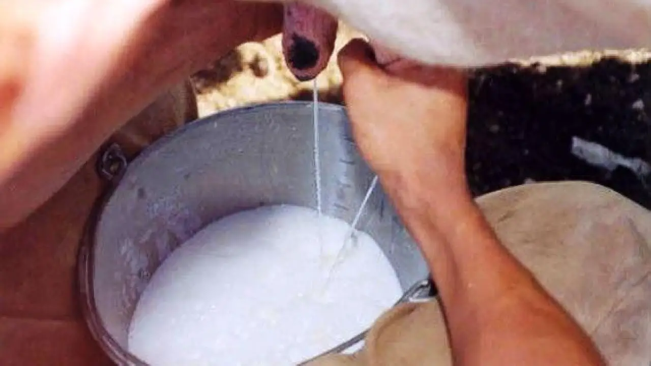 GOVERNO FEDERAL ANUNCIA PACOTE PARA IMPULSIONAR PRODUÇÃO DE LEITE