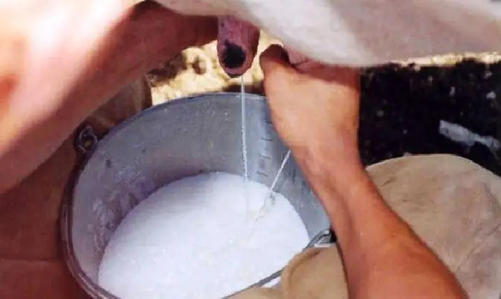 GOVERNO FEDERAL ANUNCIA PACOTE PARA IMPULSIONAR PRODUÇÃO DE LEITE