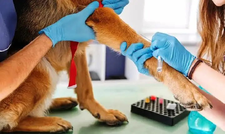 HOSPITAL VETERINÁRIO MUNICIPAL DE VAZANTE REGISTROU INTENSA ATIVIDADE NA PRIMEIRA QUINZENA DE FUNCIONAMENTO