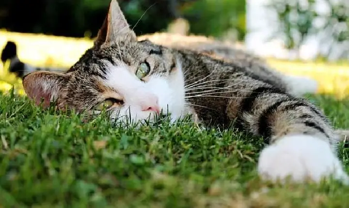 MORADORES DE VAZANTE DENUNCIAM NOVA ONDA DE ENVENENAMENTO DE ANIMAIS