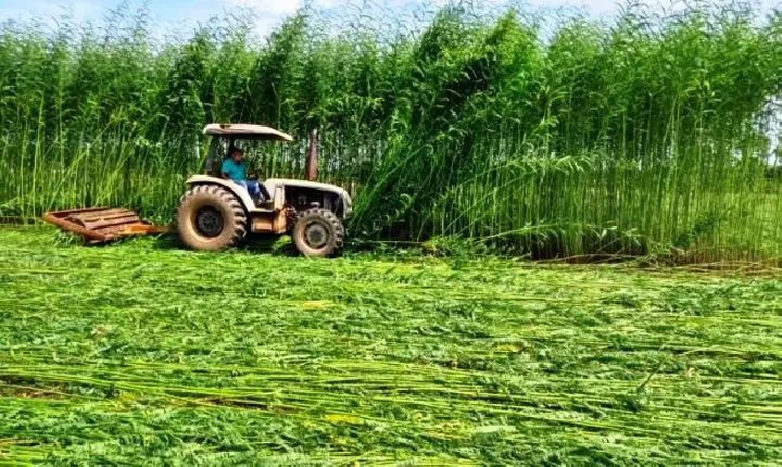 NOVA BRAQUIÁRIA DA EMBRAPA PROMETE MAIS PRODUTIVIDADE E GANHO NA PECUÁRIA