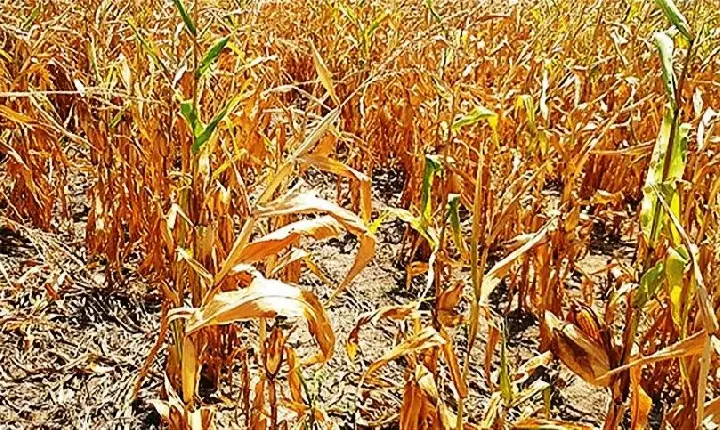 PAGAMENTO DO PROGRAMA GARANTIA-SAFRA ATENDE MAIS DE 685 MIL AGRICULTORES FAMILIARES