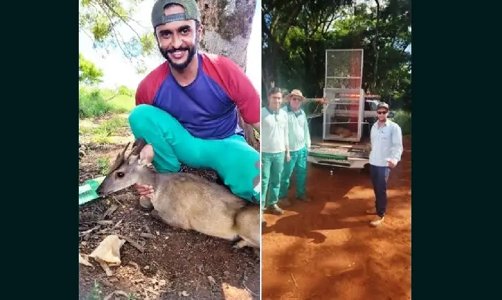 POLÍCIA AMBIENTAL RESGATA VEADO FERIDO ÀS MARGENS DE ESTRADA RURAL EM PRESIDENTE OLEGÁRIO