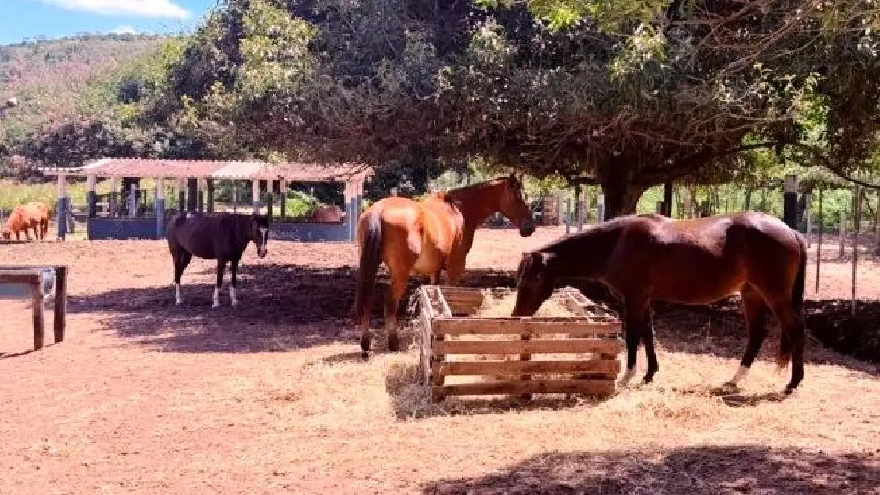 PREFEITURA DISPONIBILIZA CAVALOS RESGATADOS PARA ADOÇÃO RESPONSÁVEL