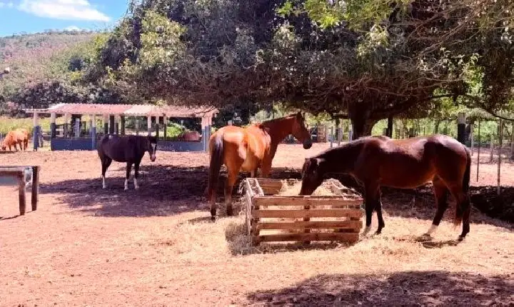 PREFEITURA DISPONIBILIZA CAVALOS RESGATADOS PARA ADOÇÃO RESPONSÁVEL