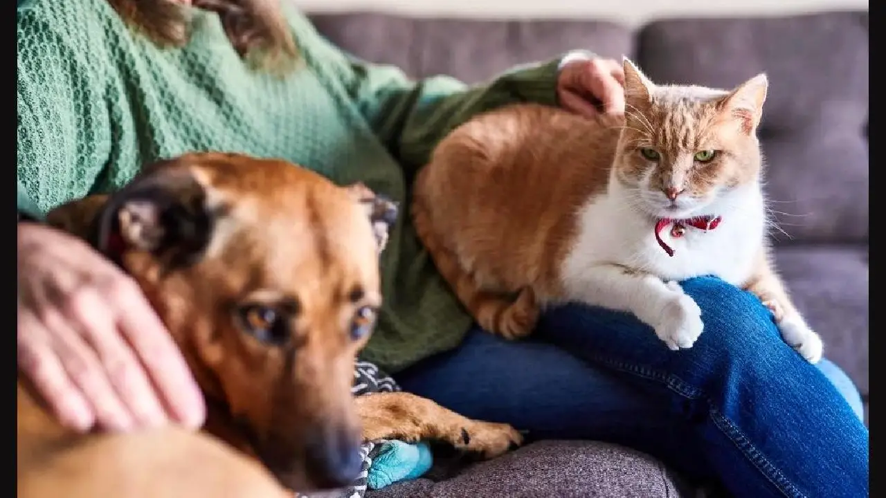 QUEM TEM ANIMAIS DE ESTIMAÇÃO PODERÁ PAGAR MENOS NO IMPOSTO DE RENDA