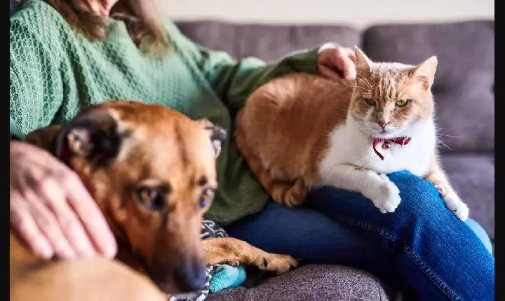 QUEM TEM ANIMAIS DE ESTIMAÇÃO PODERÁ PAGAR MENOS NO IMPOSTO DE RENDA