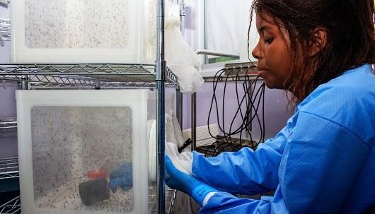 MINAS GERAIS APOSTA EM MOSQUITOS MODIFICADOS PARA COMBATER A DENGUE