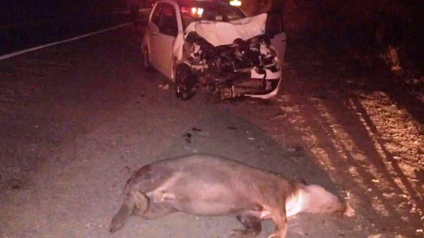 CARRO DEU PERDA TOTAL APÓS MOTORISTA ATROPELAR ANTA NA BR-040 EM LAGOA GRANDE