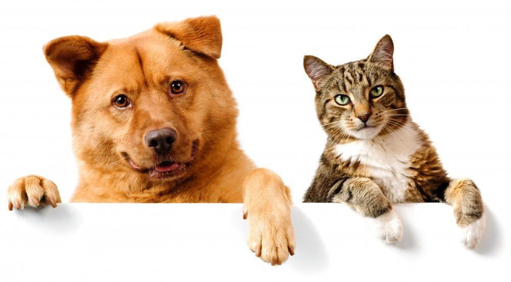 PREFEITURA DE VAZANTE INICIA VACINAÇÃO DE CÃES E GATOS CONTRA A RAIVA ANIMAL
