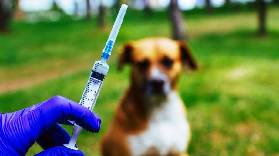 VACINAÇÃO GRATUITA CONTRA RAIVA ANIMAL PROSSEGUE EM VAZANTE