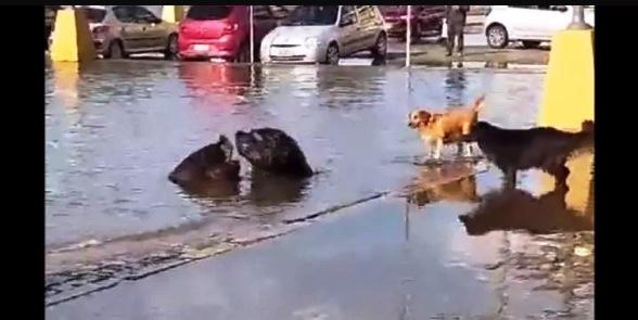 LEÕES MARINHOS SÃO FILMADOS BRINCANDO COM CÃES EM ÁREA ALAGADA DE PORTO ALEGRE