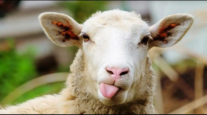 OVELHAS INVADEM PLANTAÇÃO E COMEM 300 QUILOS DE MACONHA NA GRÉCIA