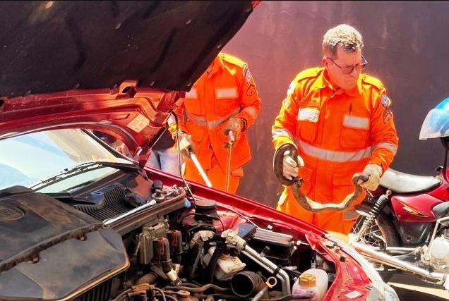 VÍDEO: MECÂNICO ABRE CAPÔ DE CARRO E ENCONTRA JIBOIA ENROLADA NO MOTOR