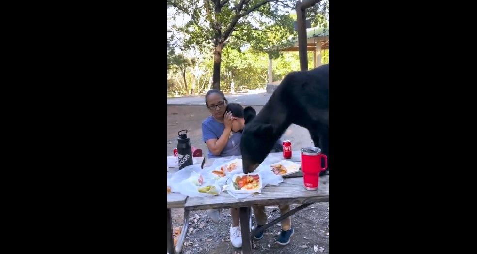 VÍDEO: URSO INVADE PIQUENIQUE EM FAMÍLIA E PESSOAS FICAM 'PARALISADAS' DE MEDO