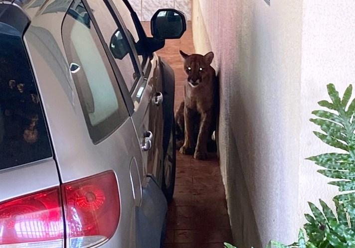 FAMÍLIA DE VARJÃO DE MINAS ACORDA COM ONÇA NA GARAGEM DE CASA