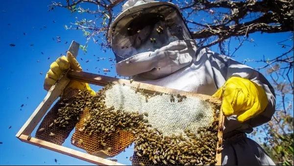 IMA SIMPLIFICA CADASTRO DE APICULTORES PARA CONTER MORTANDADE DE ABELHAS EM MINAS