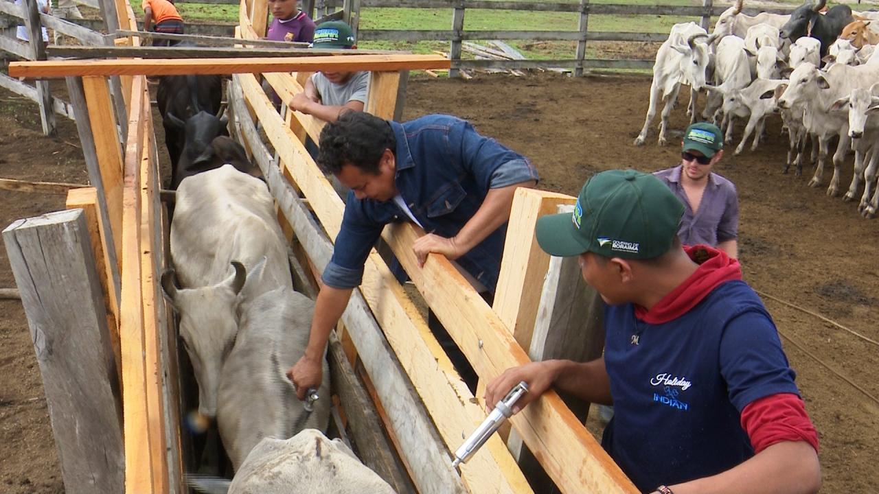 MINAS GERAIS SUSPENDE A VACINAÇÃO OBRIGATÓRIA CONTRA FEBRE AFTOSA