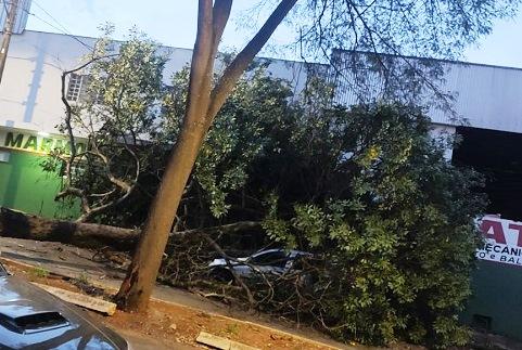 VÍDEO MOSTRA ÁRVORE CAIR SOBRE CARRO DURANTE VENTANIA EM PATOS DE MINAS