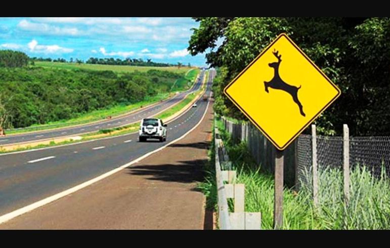 PROJETO PREVÊ MULTA PARA MOTORISTA QUE ATROPELAR ANIMAIS E NÃO COMUNICAR AUTORIDADES