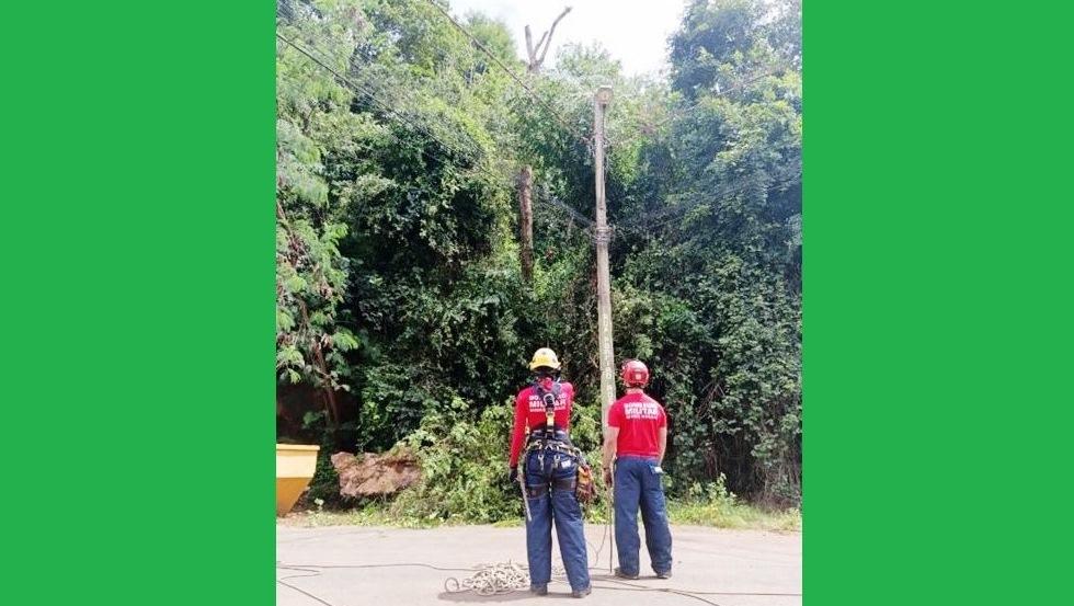ÁRVORES EM RISCO DE QUEDA SÃO CORTADAS NO PERÍMETRO URBANO DE VAZANTE