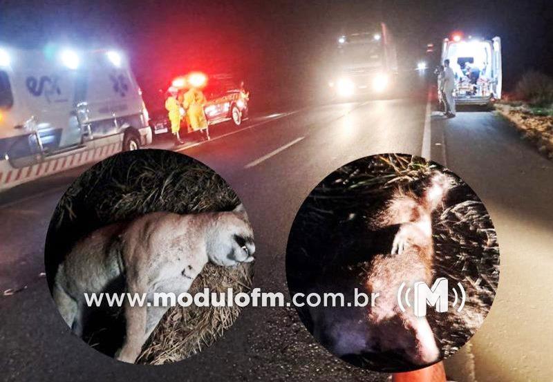 ATROPELAMENTO DE ONÇA, TATU E CAPIVARA CAUSA CAPOTAMENTO NA BR-365