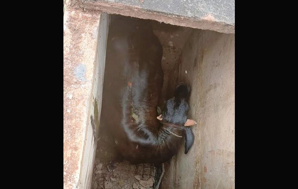 BOMBEIROS RESGATAM VACA QUE CAIU EM TÚMULO DE CEMITÉRIO EM MINAS GERAIS