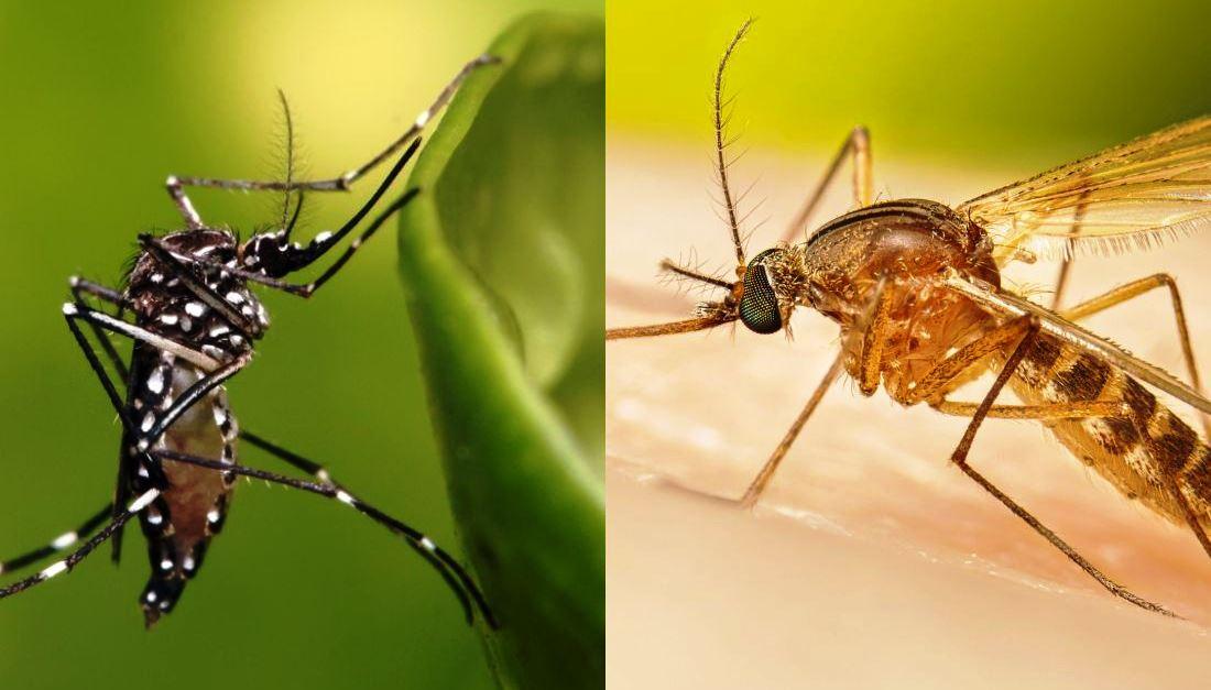 MOSQUITO DA DENGUE TEM COMPORTAMENTO DIFERENTE DO PERNILONGO COMUM