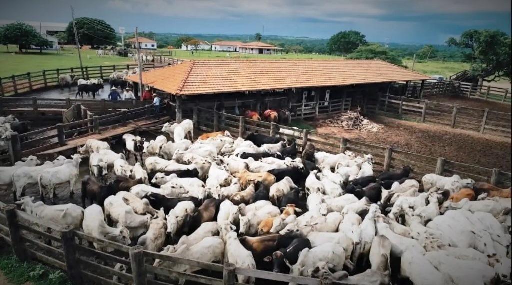 PROJETO AUTORIZA UTILIZAÇÃO DE ANIMAIS COMO GARANTIA DE EMPRÉSTIMOS E FINANCIAMENTOS RURAIS