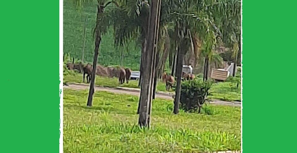 USUÁRIOS FLAGRAM SEIS EQUINOS SOLTOS NO ANEL VIÁRIO EM VAZANTE