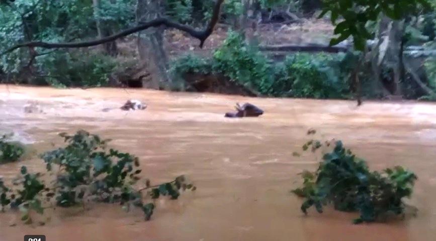 VÍDEO MOSTRA BOIADA ENFRENTANDO A CHEIA NO RIBEIRÃO CARRANCA