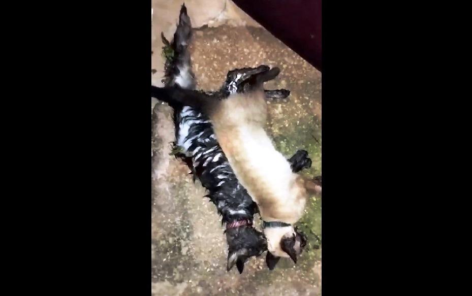 DONOS RECLAMAM DE MORTES DE ANIMAIS DOMÉSTICOS POR ENVENENAMENTO EM VAZANTE