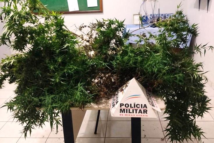 POLÍCIA PRENDE IDOSO QUE CULTIVAVA UM GRANDE PÉ DE MACONHA EM LAGAMAR