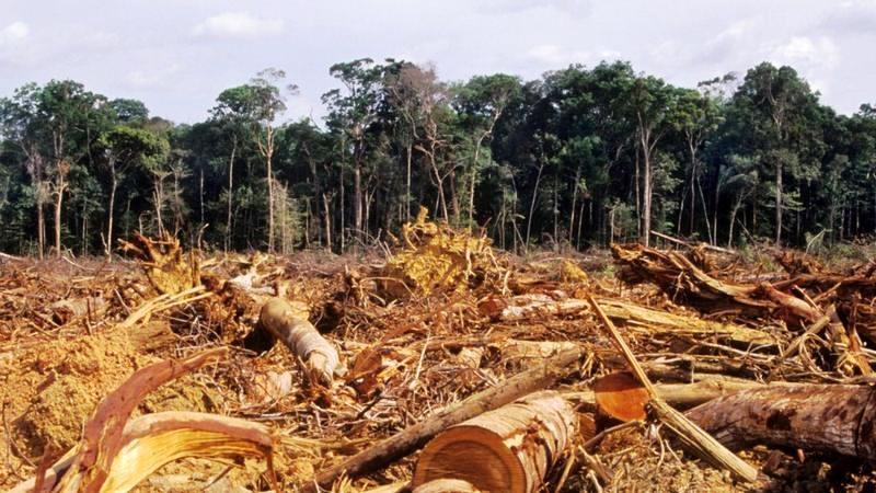 CERRADO DESBANCA AMAZÔNIA E SE TORNA O BIOMA MAIS DESMATADO NO BRASIL