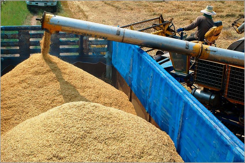 GOVERNO PUBLICA PORTARIA COM DEFINIÇÕES PARA IMPORTAÇÃO DE ARROZ