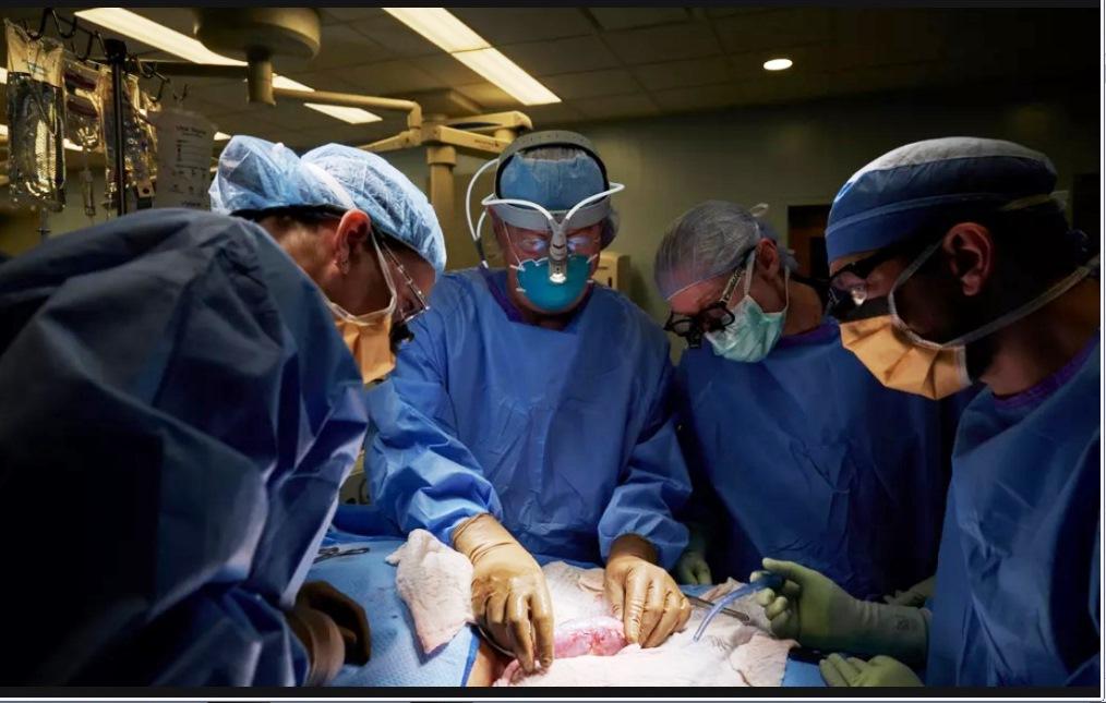 MORRE PRIMEIRO PACIENTE A RECEBER TRANSPLANTE DE RIM DE PORCO GENETICAMENTE MODIFICADO