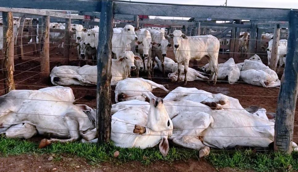 ROMPIMENTO DE CABO DE ENERGIA MATA MAIS DE 80 BOIS EM CURRAL DE LEILÃO