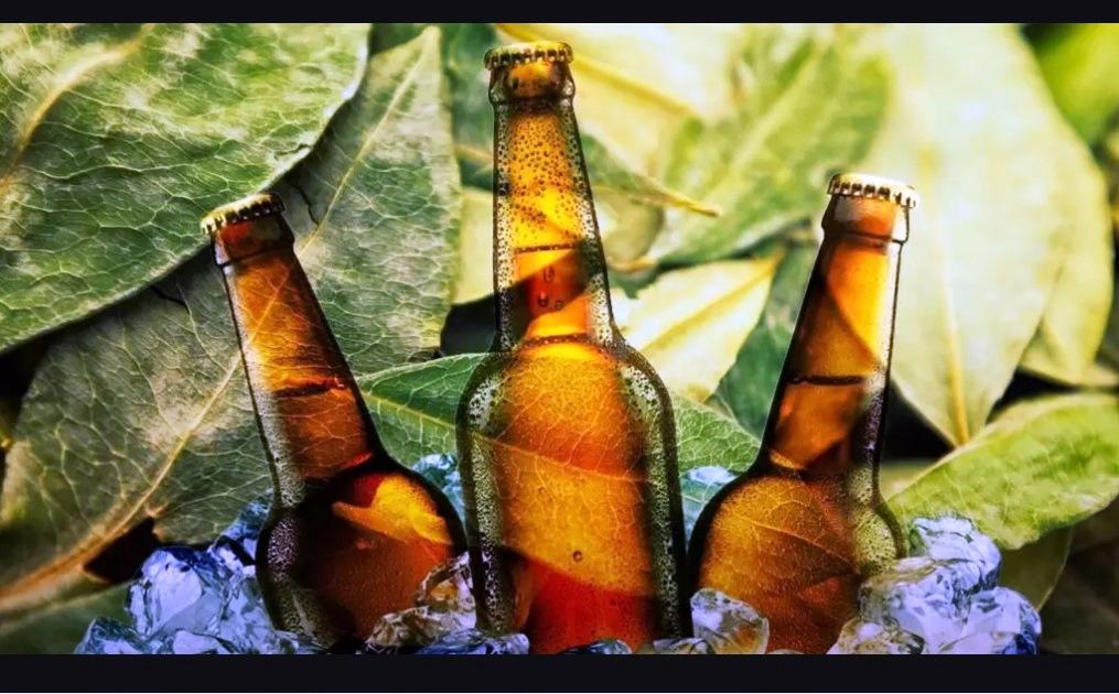 DESTILARIA DA BOLÍVIA LANÇA CERVEJA PRODUZIDA COM FOLHA DE COCA
