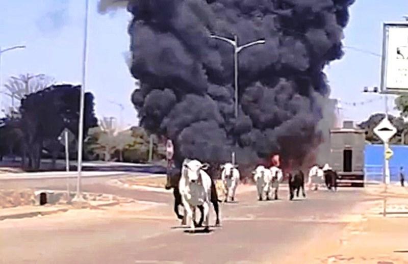 CAMINHÃO BOIADEIRO PEGA FOGO E ANIMAIS FOGEM EM RODOVIA DE MATO GROSSO
