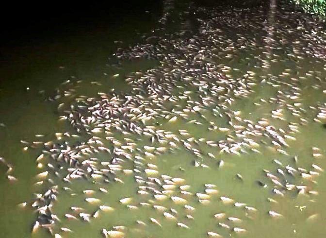 MORADORES DE VARJÃO DE MINAS DENUNCIAM MORTALIDADE DE PEIXES EM LAGOA DA CIDADE