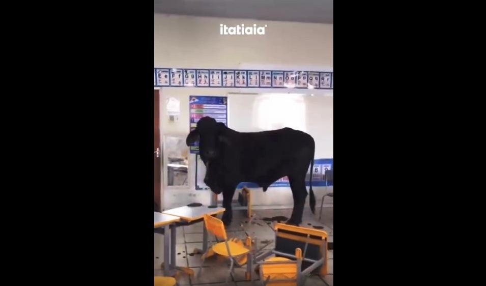 BOI INVADE ESCOLA INFANTIL E FERE DUAS CRIANÇAS NO INTERIOR DE MINAS