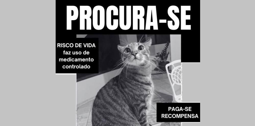 MÉDICA PAGA RECOMPENSA PARA ENCONTRAR GATO SUMIDO EM VAZANTE