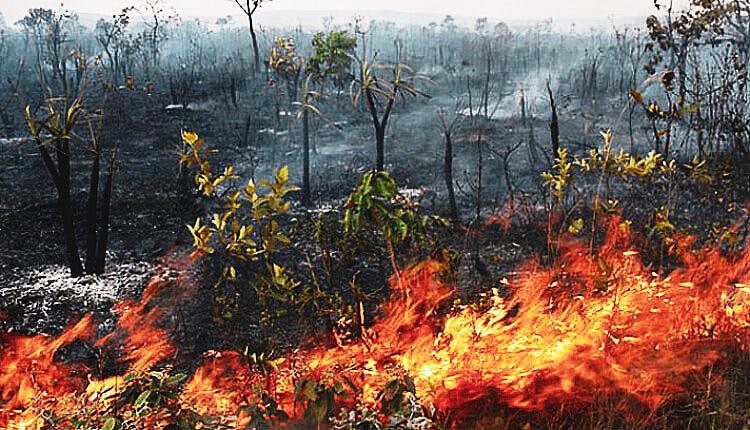 PF INVESTIGA AÇÕES COORDENADAS EM CASOS DE INCÊNDIOS AMBIENTAIS